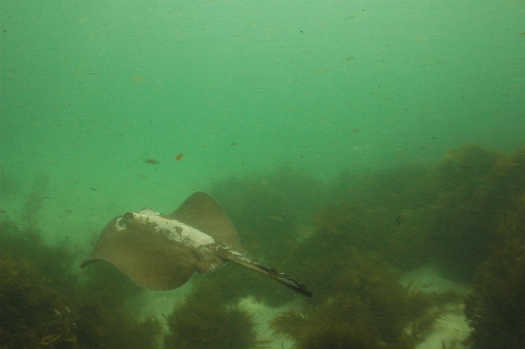 A common stingaree Tryponoptera testacea battles the surge in shallow water at Hyams Beach NSW, Australia